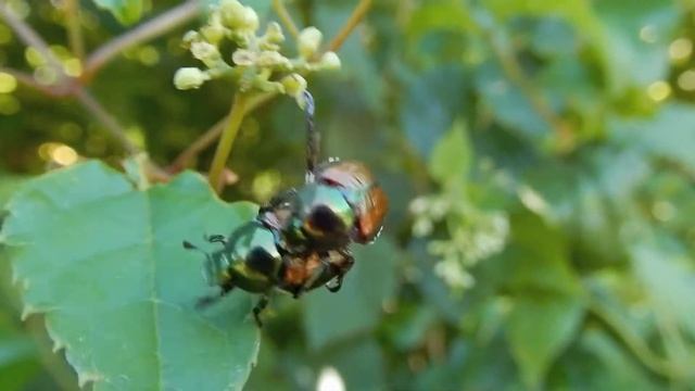 マメコガネ/Popillia japonica 14_220802_ ガイコツ山 смотреть онлайн