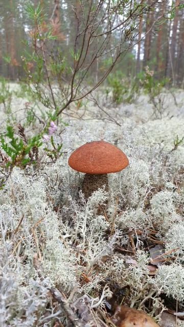 Красавцы в "пене" ягеля, Архангельская обл #красотаприроды @mushroom #грибы #лес #shorts #short смотреть онлайн