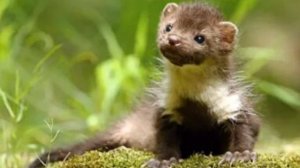 Куница это кто??? Мир природы. Семейство .Куницы