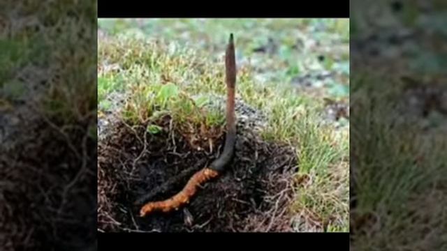 Уникальный продукция: смотреть онлайн