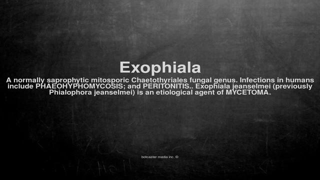 Medical vocabulary: What does Exophiala mean смотреть онлайн