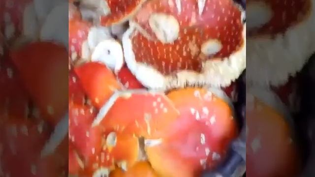 Бесплатное золото. МУХОМОР смотреть онлайн