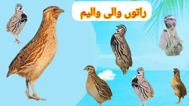Batair ki awaz wheat hunting sound بٹیروں کی آواز گندم کی شکار کے لئے بہترین آواز