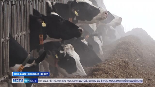 В Промышленновском округе Кузбасса расширяют молочное производство