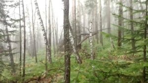 Сосна расколотая молнией.