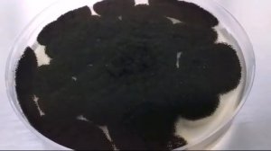 Aspergillus niger/Macroscopy/Microscopy