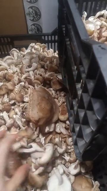 200 lb shiitake harvest