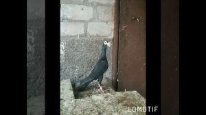 Голуби карьеры