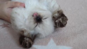 Snow cotton ball Steve is enjoying a good belly rub