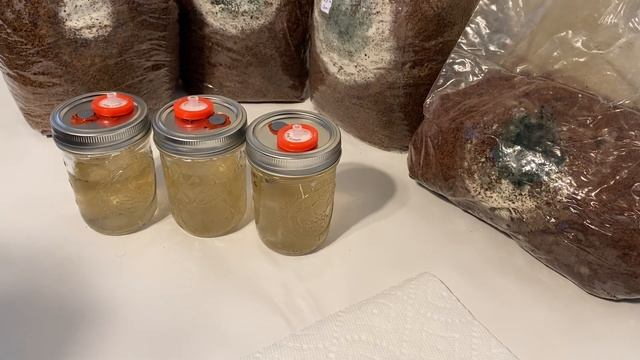 Contamination in Shiitake Blocks and Cultures
