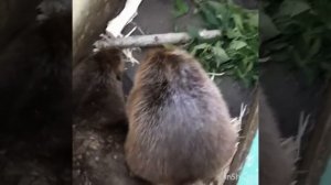 Накуреный бобр люто флексит под дал дал ушел