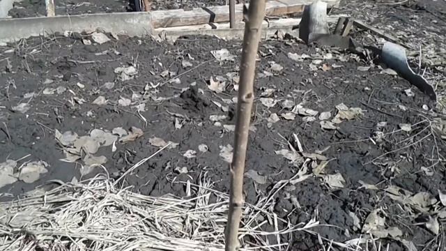 2018 год.Обход молодых саженцев. Персик вымерз смотреть онлайн