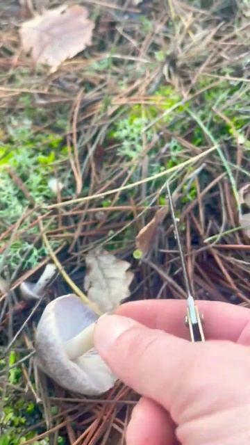 Рядовка землисто-серая 🐁 Tricholoma terreum. Мышата  Mushrooms 🍄. Грибы России.