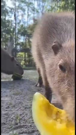 Капибара кушает 🍉🍈