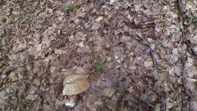 Збираємо білі гриби в Хусті . Белые грибы 2020 в лесу смотреть онлайн