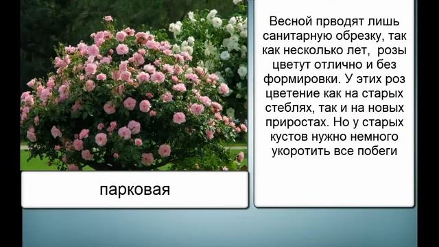 КАК ПРАВИЛЬНО ОБРЕЗАТЬ РОЗЫ ВЕСНОЙ смотреть онлайн