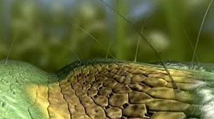 Septoria necrotization