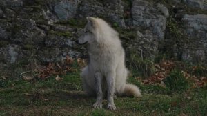 Волчица слезно молила медсестру о помощи, в лесу умирал её волчонок!