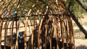 Овози Модкабки шикори 2020