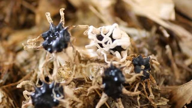 イカタケの腕が開く状況 смотреть онлайн