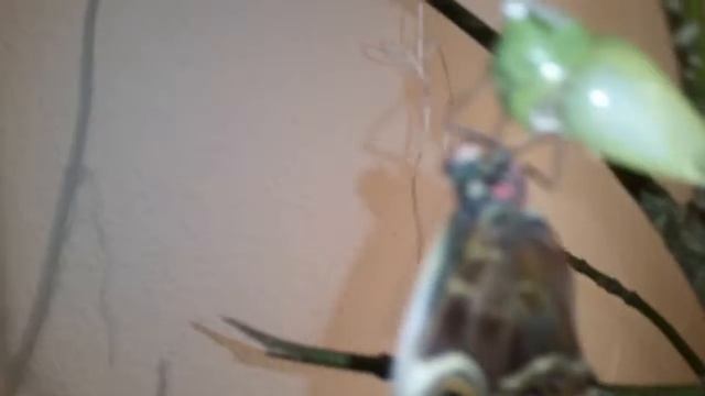 Morpho peleides beim Schlüpfen (2) смотреть онлайн