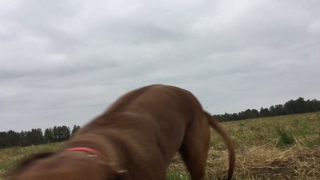 Собака гуляка смотреть онлайн