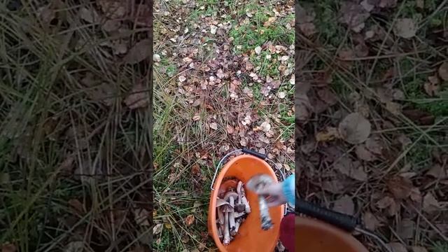 Привет, вы на канале Мистер Денис. Сегодня собираем грибы. смотреть онлайн