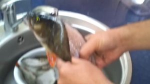 Как быстро почистить окуня