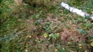 Грибные походы Опята 24 09 2023