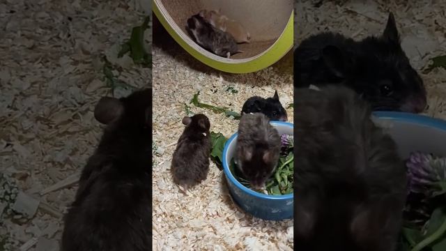 🐹 Хомки милашки #сирийскийхомяк +7 921 595 08 48 #продаюхомякакуплю #смешныеживотные #хомяккэмпбелл