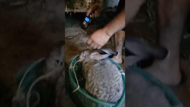 Ризен кролик смотреть онлайн