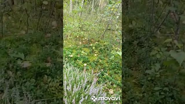 Беловежская пуща,познаем лес. #жизньвбеловежскойпуще#беловежскаяпуща#самыйдревнийлесевропы#