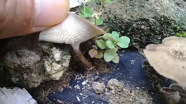 Ayo mengenal jamur hutan jamur yang memiliki bulu di tepinya смотреть онлайн