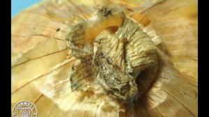 Onion infected by Aspergillus niger, in time lapse