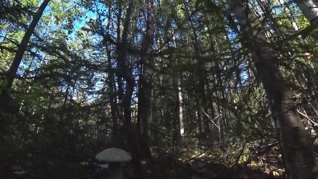 ТИХАЯ ОХОТА . В ЛЕС ПО ГРИБЫ. смотреть онлайн