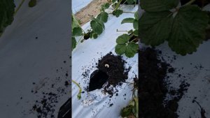Личинка майского жука, первый враг  новых посадок клубники
