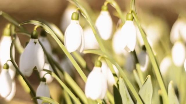 🔴 Вдячність як основоположний елемент творення світогляду