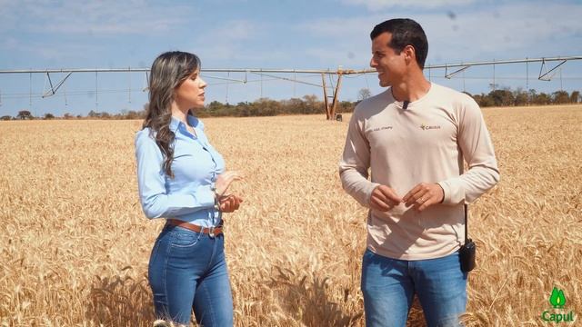 Utilização da Palha de Trigo na Alimentação Animal смотреть онлайн