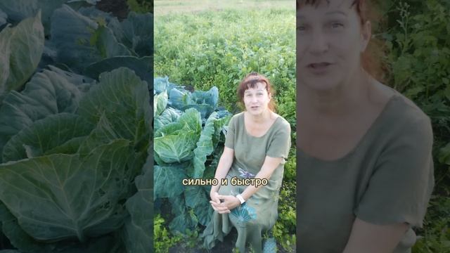 Листья капусты: волшебные знакомые незнакомцы смотреть онлайн