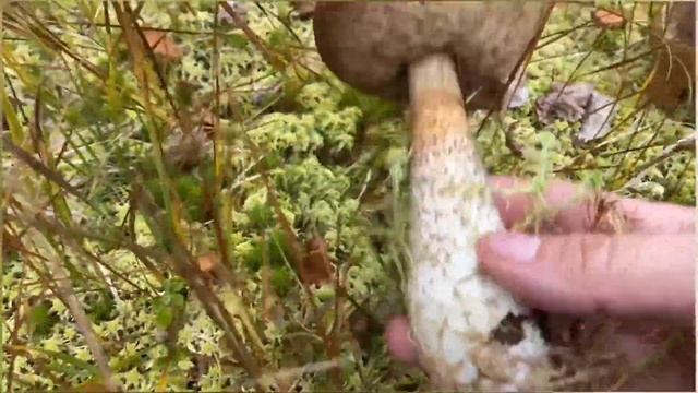 В лес по ягоды / тайга / хмао смотреть онлайн