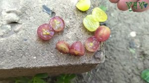 Шикида. ГФ винограда