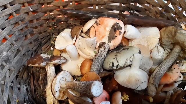 Кот, потоп и два гриба. смотреть онлайн