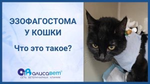 Про эзофагостому кошек