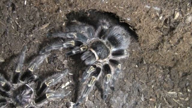 Grammostola aureostriata mating смотреть онлайн