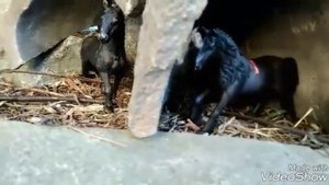 Лошади Schleich. Сериал " Дикие свободные " 1 серия