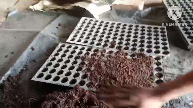 #khira#ki#nursery#kaise#lagaen# смотреть онлайн