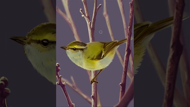 Корольковая пеночка