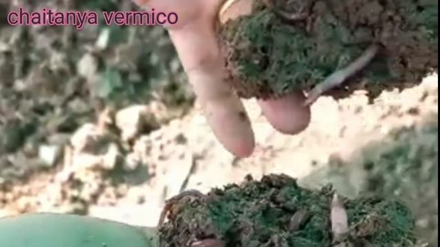 केंचुआ खाद chaitanya vermico Sriganganagar organic farm смотреть онлайн