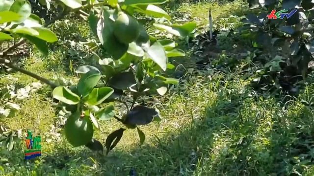 Nuôi kiến vàng làm “vệ sĩ” cho vườn bưởi смотреть онлайн