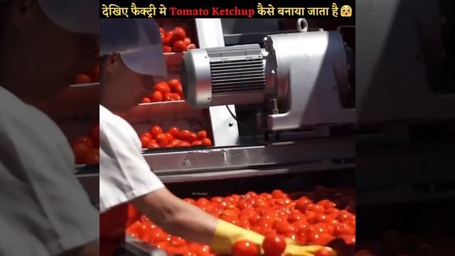 देखिए फैक्ट्री मे Tomato Ketchup कैसे बनाया जाता है #shorts #viral #youtubeshorts смотреть онлайн